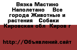 Вязка Мастино Наполетано  - Все города Животные и растения » Собаки   . Кировская обл.,Киров г.